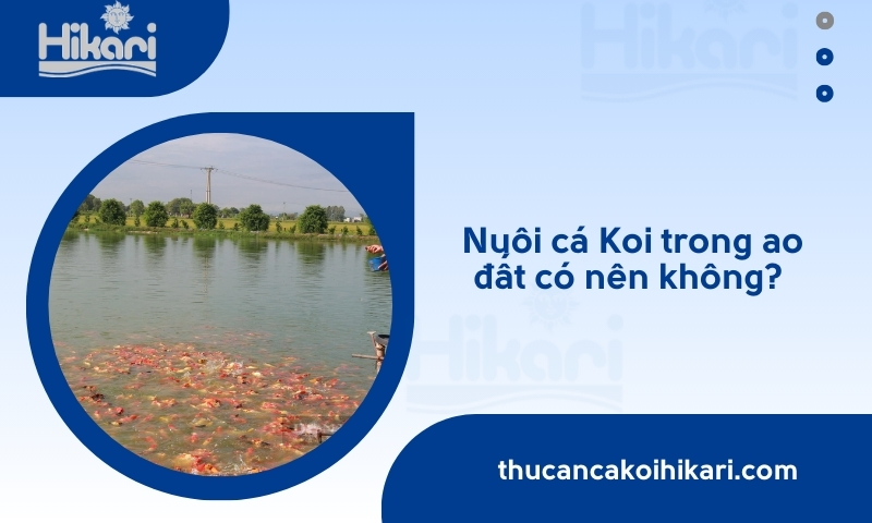 Trang chủ 26 nuôi cá koi trong ao đất