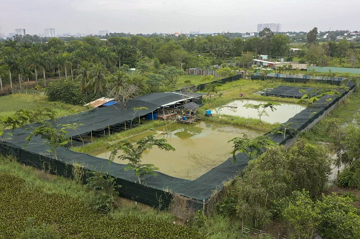 Việc nuôi cá koi trong ao đất ngày càng được nhiều người lựa chọn