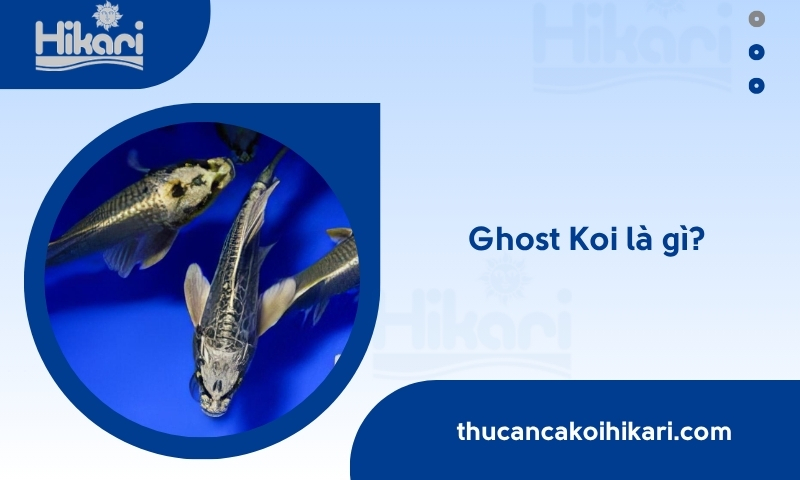ghost koi