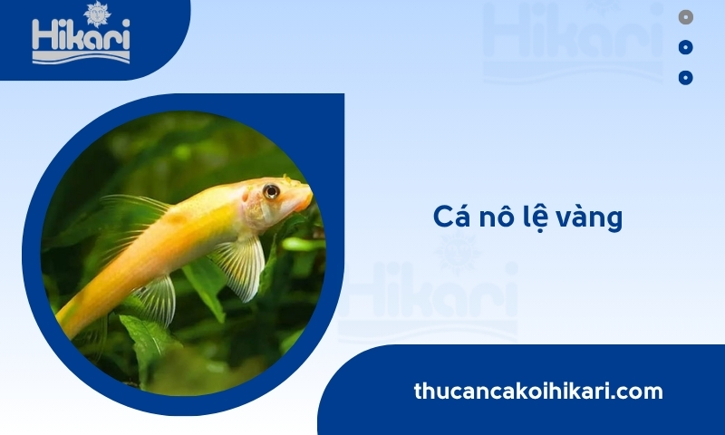 cá nô lệ vàng