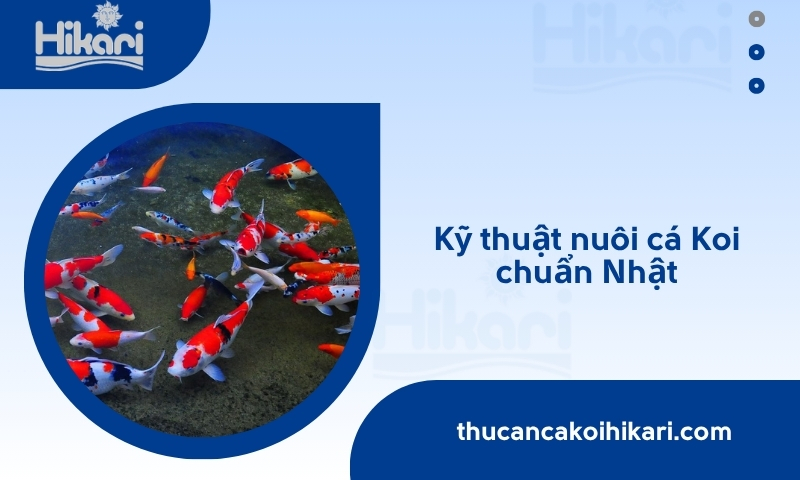 kỹ thuật nuôi cá koi