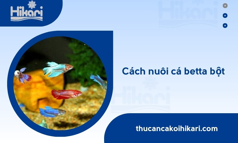 cách nuôi cá betta bột