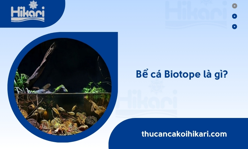 bể cá Biotop