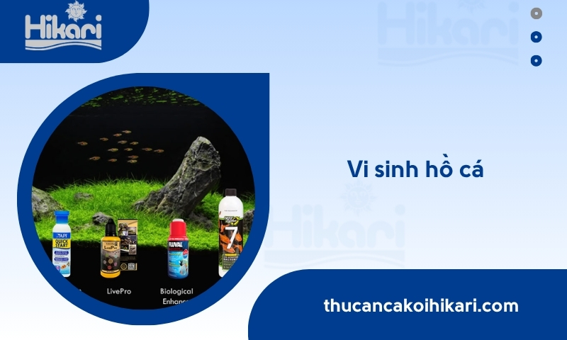 vi sinh hồ cá