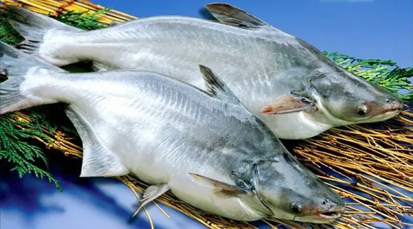 Cá Pangasius là gì? Nguồn gốc, đặc điểm, màu sắc & giá bán 7 Cá Pangasius mang lại giá trị dinh dưỡng vượt trội cho người dùng