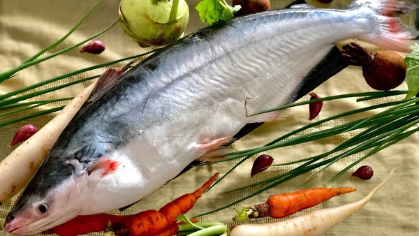Cá Pangasius là gì? Nguồn gốc, đặc điểm, màu sắc & giá bán 8 Cá Pangasius mang lại nhiều lợi ích sức khỏe cho người dùng