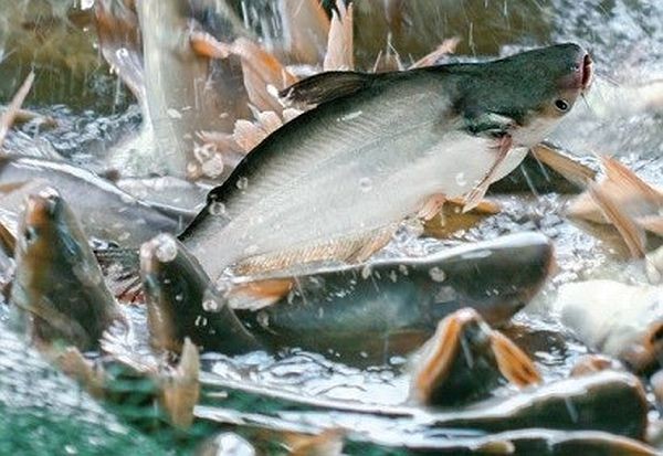 Cá Pangasius là gì? Nguồn gốc, đặc điểm, màu sắc & giá bán 10 Ảnh hưởng của môi trường đối với cá Pangasius