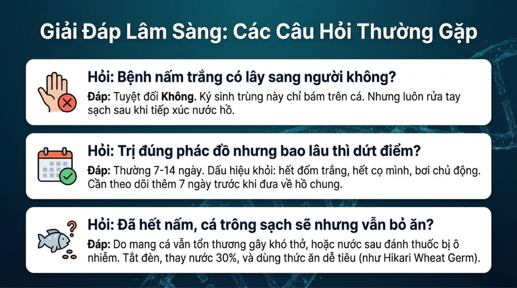 Cá bị nấm trắng: Nguyên nhân & Cách điều trị hiệu quả nhất