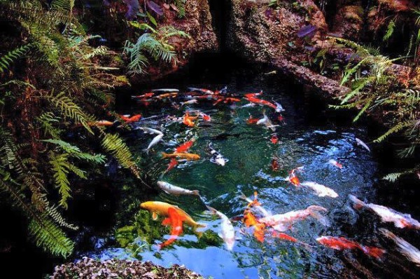 Bí quyết để sở hữu cá koi đẹp như các hồ thế giới