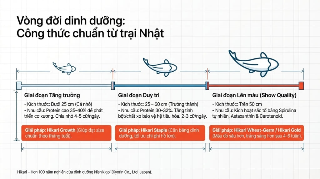 Kỹ thuật cho cá koi ăn theo từng giai đoạn phát triển