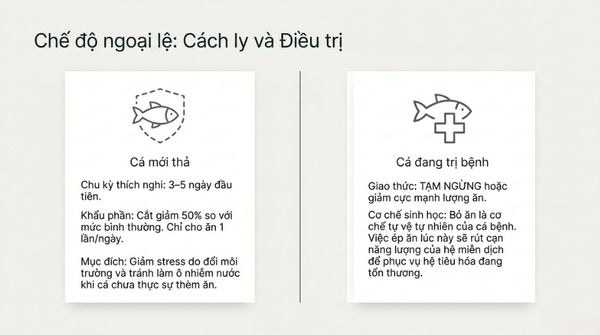 Điều chỉnh lượng thức ăn cho cá koi khi bệnh hoặc mới thả hồ
