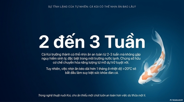 Cá koi có thể nhịn ăn bao lâu?