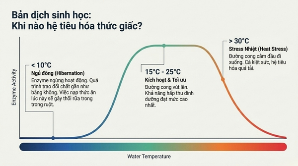 Điều chỉnh lượng thức ăn cho cá koi theo từng mùa và nhiệt độ nước